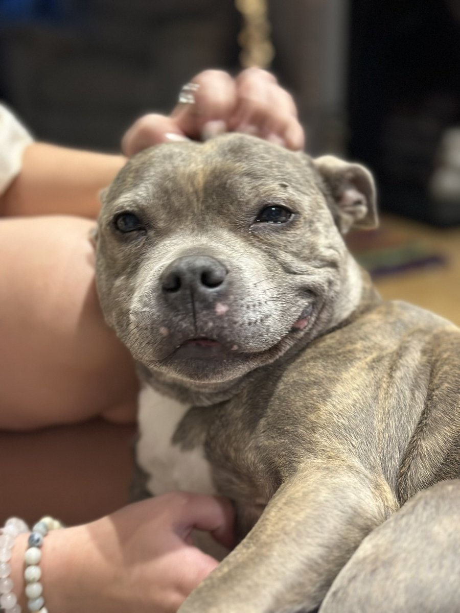 Happy birthday to me 🎉 🥳 12 today 🥳🥳. I’ve had a lovely day filled with love, presents, treats, cuddles and a walk. Going to bed a very happy staffy 🥰🐶🐾🦴

#staffy
#bluestaffy
#dontbullymybreed
#staffylove 
#staffylovers #birthday #mybirthday #dogbirthday #blessed #love