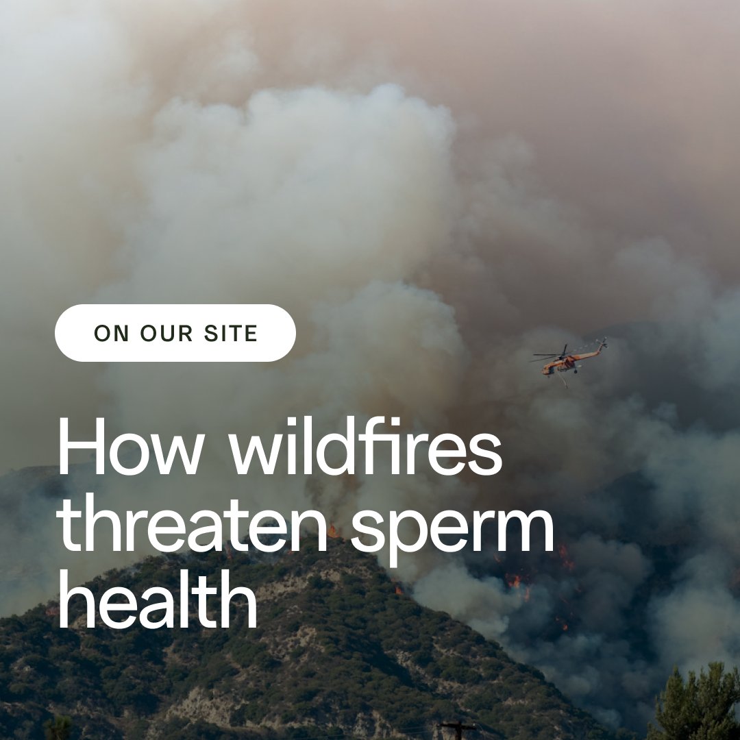 Wildfires are a full-body health risk: Air pollution has been linked to reduced fertility. Here's what science says about airborne toxins and #sperm health — and how you can protect yourself or recover from exposure: givelegacy.com/resources/how-…