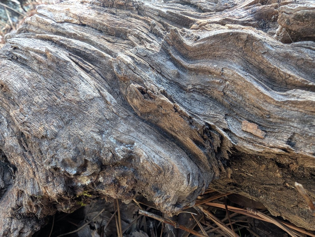 fromthefrost36's tweet image. Texture 
#texturedsurface #nature #wood #pineknot #macrofocus #Arkansas