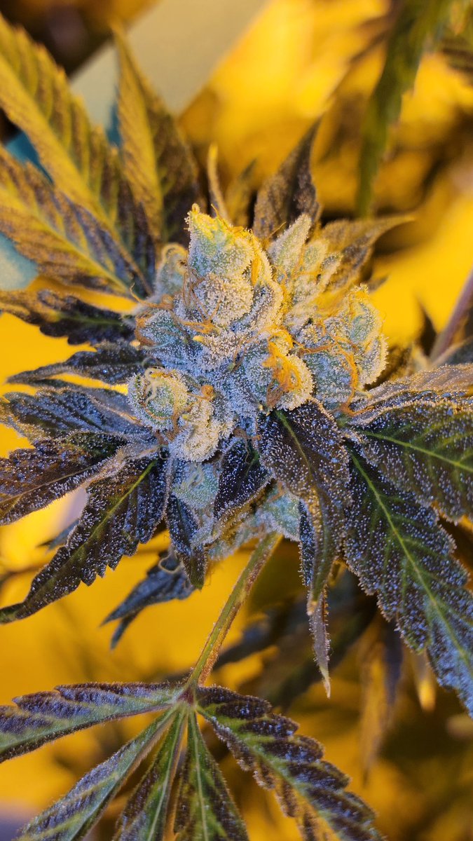 Terp_cobain's tweet photo. [(Headband x i95) x forum] s1 https://t.co/6OdKm7L7bN