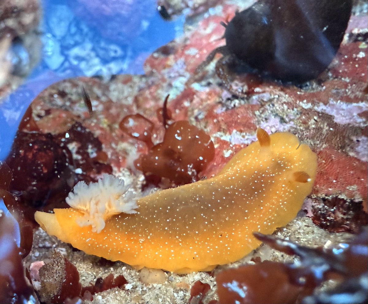 Dr. Drew Harvell tweet media