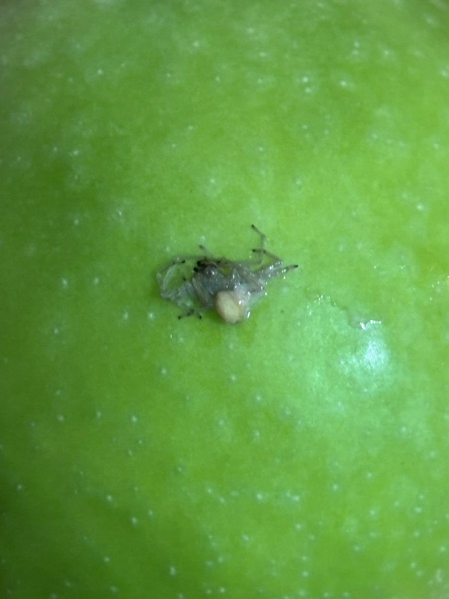 bigbarry75's tweet photo. @AldiUK looks like your giving free pets with your Granny Smith apples https://t.co/qgSpa5aWAz