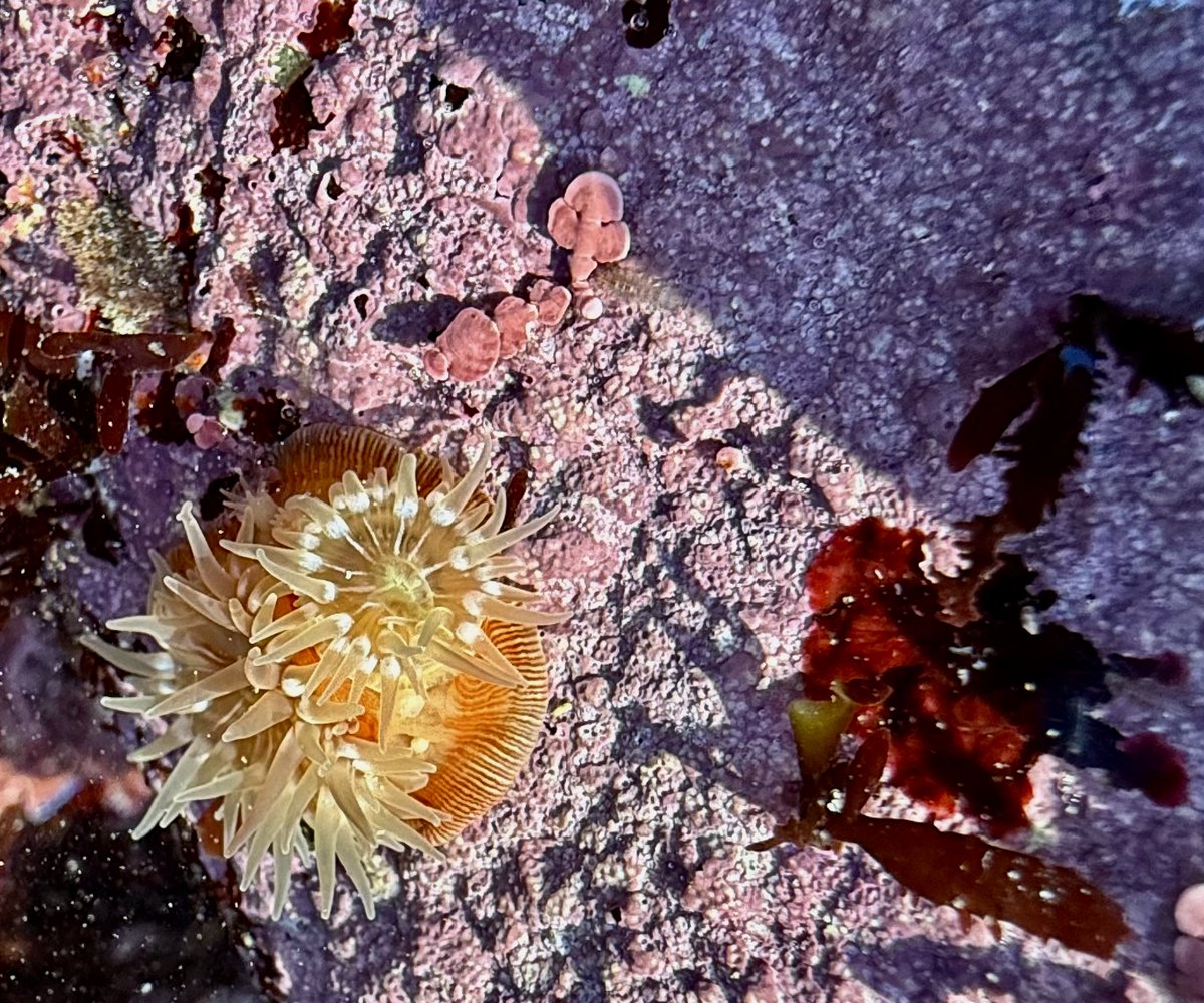 Dr. Drew Harvell tweet media