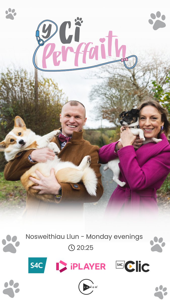 Hope Rescue residents Coco &amp; Phoenix feature on this evening's Y Ci Parffaith (Perfect Dog!) on <a href="/S4C/">S4C 🏴󠁧󠁢󠁷󠁬󠁳󠁿</a> from <a href="/carlamltd/">CARLAM</a>, when one family get the opportunity to spend time with both dogs to see which, if any, will fit into their family and find their forever home! We won't spoil the