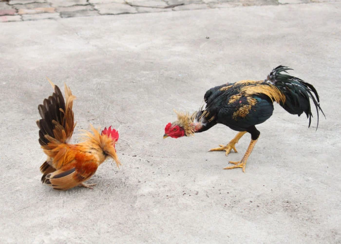 EugeneIradukund's tweet photo. poultry cannibalism serious issue that can lead to injury, stress, and even death for your birds. it can be caused by a variety of factors, such as lack of space, disease, or even nutritional deficiency.
#FarmWithEugene
#FoodForAll https://t.co/8Df0hay0fs