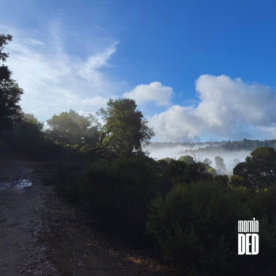 DEDonBASE's tweet photo. mornin' DED ☀️ https://t.co/5xTImHwJGn