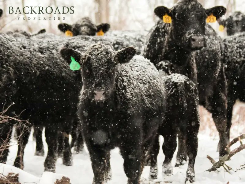 Backroads Properties tweet media