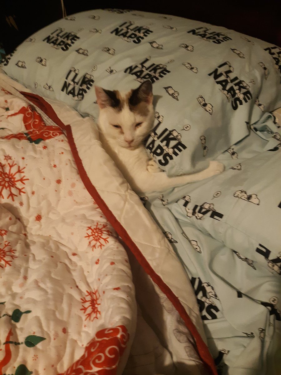 Custard😻 She says its too cold to get out of bed. This is how she sleeps through the night between me and Michael😍😻❤