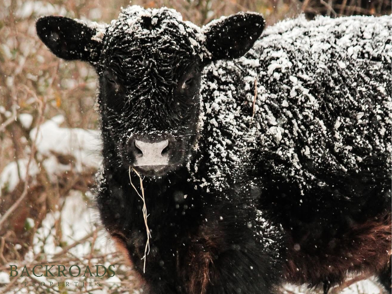 Backroads Properties tweet media