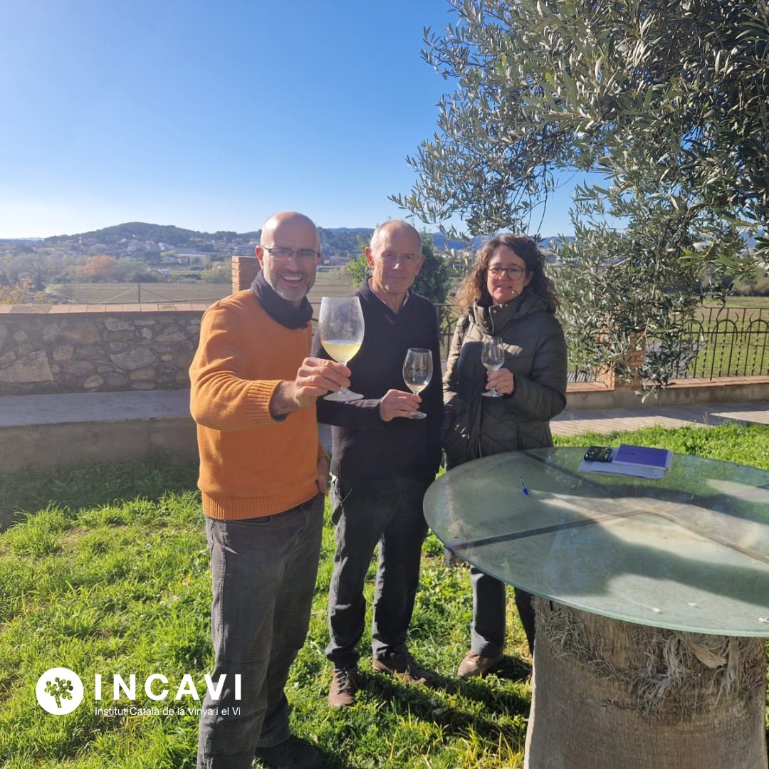 L’estudi de l’INCAVI sobre la influència de la fusta en el perfil aromàtic del vi ja està en ple desenvolupament!
Ara, els vins es troben vinificant a la Boteria Torner, explorant com les botes fetes amb arbres d’origen català, transformen l’aroma i el caràcter dels vins.