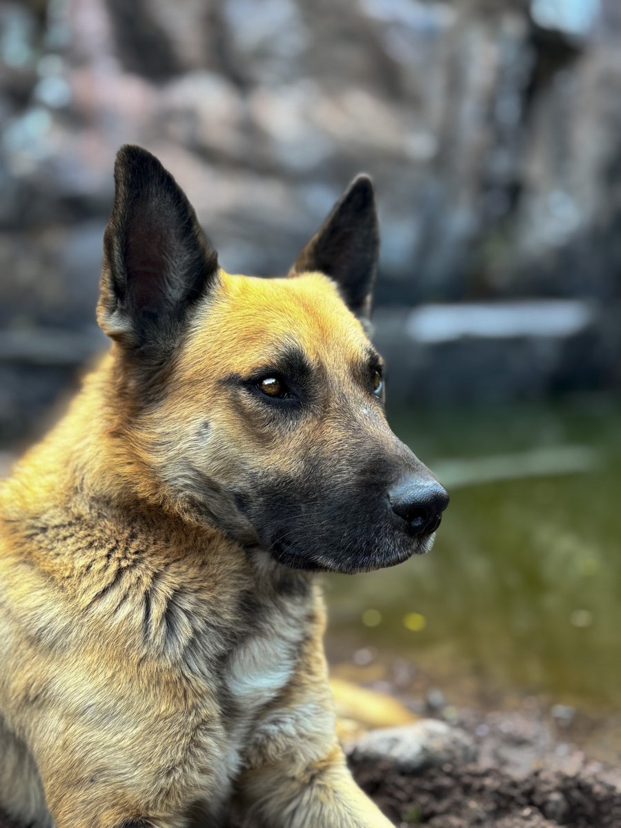xavierSOR's tweet photo. Max ❤️❤️ https://t.co/ZM0GtNdkta