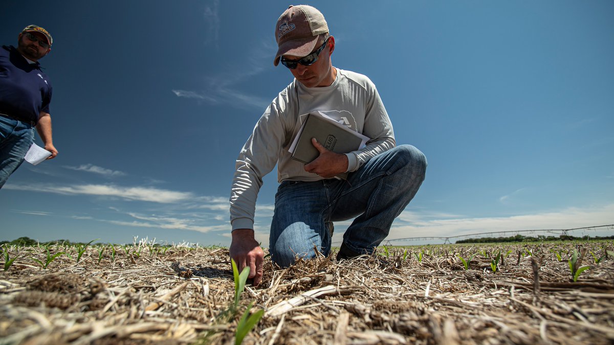 Nature holds incredible potential, and at Dekalb Asgrow, we harness that power to develop seeds that thrive in diverse environments.
Our team works tirelessly to unlock the genetic potential of every seed, enhancing their adaptability, disease resistance, and yield potential!
