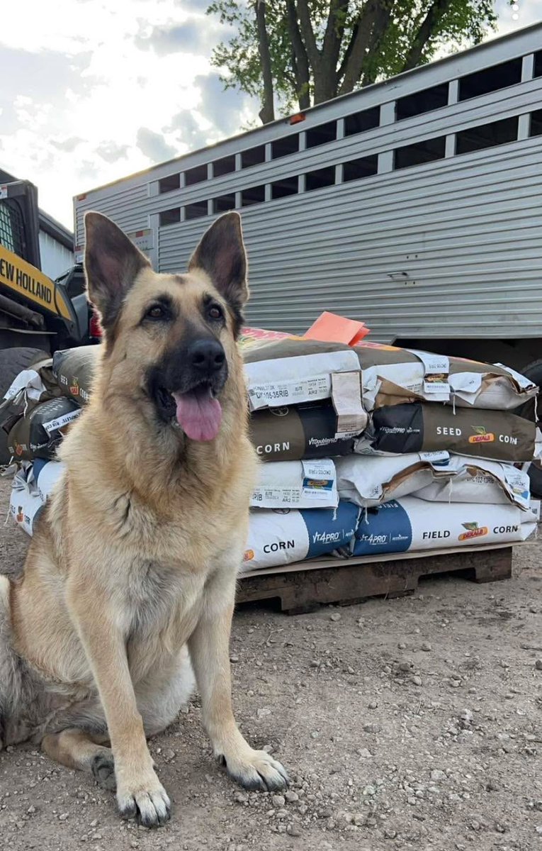 Consider these seed bags well-guarded. #FarmDogFriday
📷: mollyeschwister on IG
DEKALB Asgrow Seed