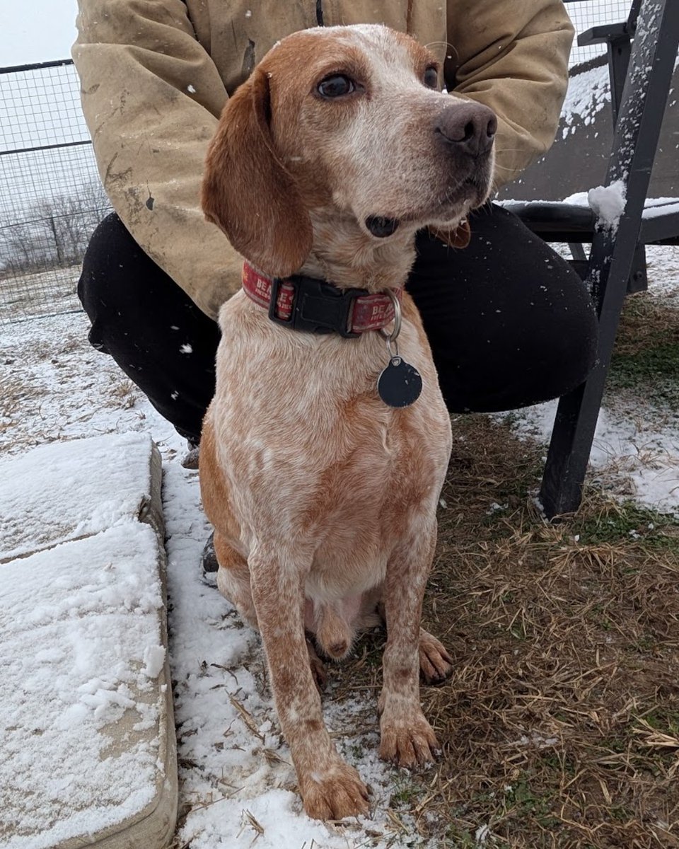 Beagle Freedom Project tweet media
