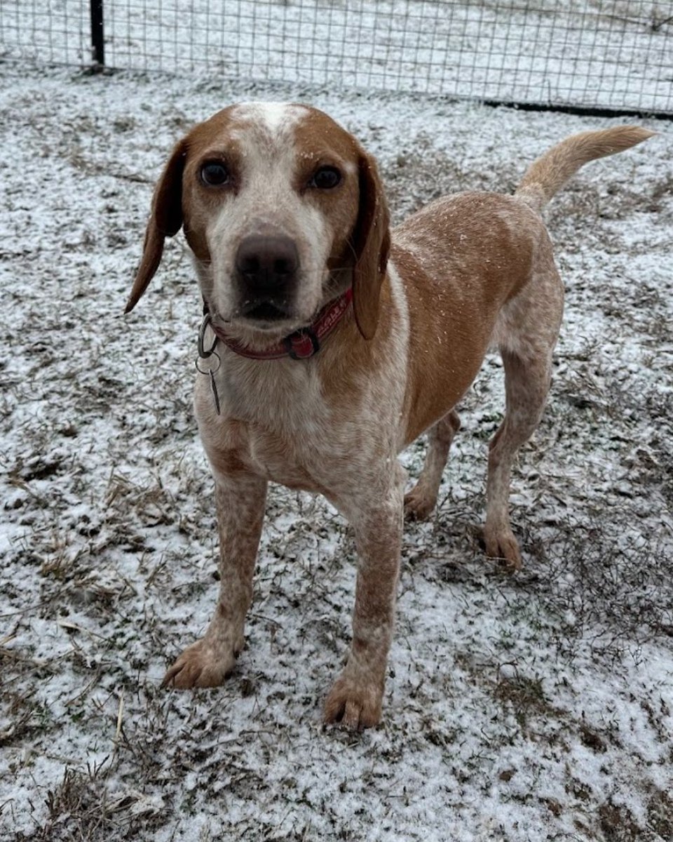 ❤️ Adopt Lee- It's #MatchmakerMonday ❤️
Age: 6
Location: Freedom Fields in Oklahoma 

Hi, I'm Lee! I'm a super friendly and loving boy who adores people. I do well with other friendly pups, too! I am active and playful.

👉 Apply to Adopt Lee: bfp.org/adopt/