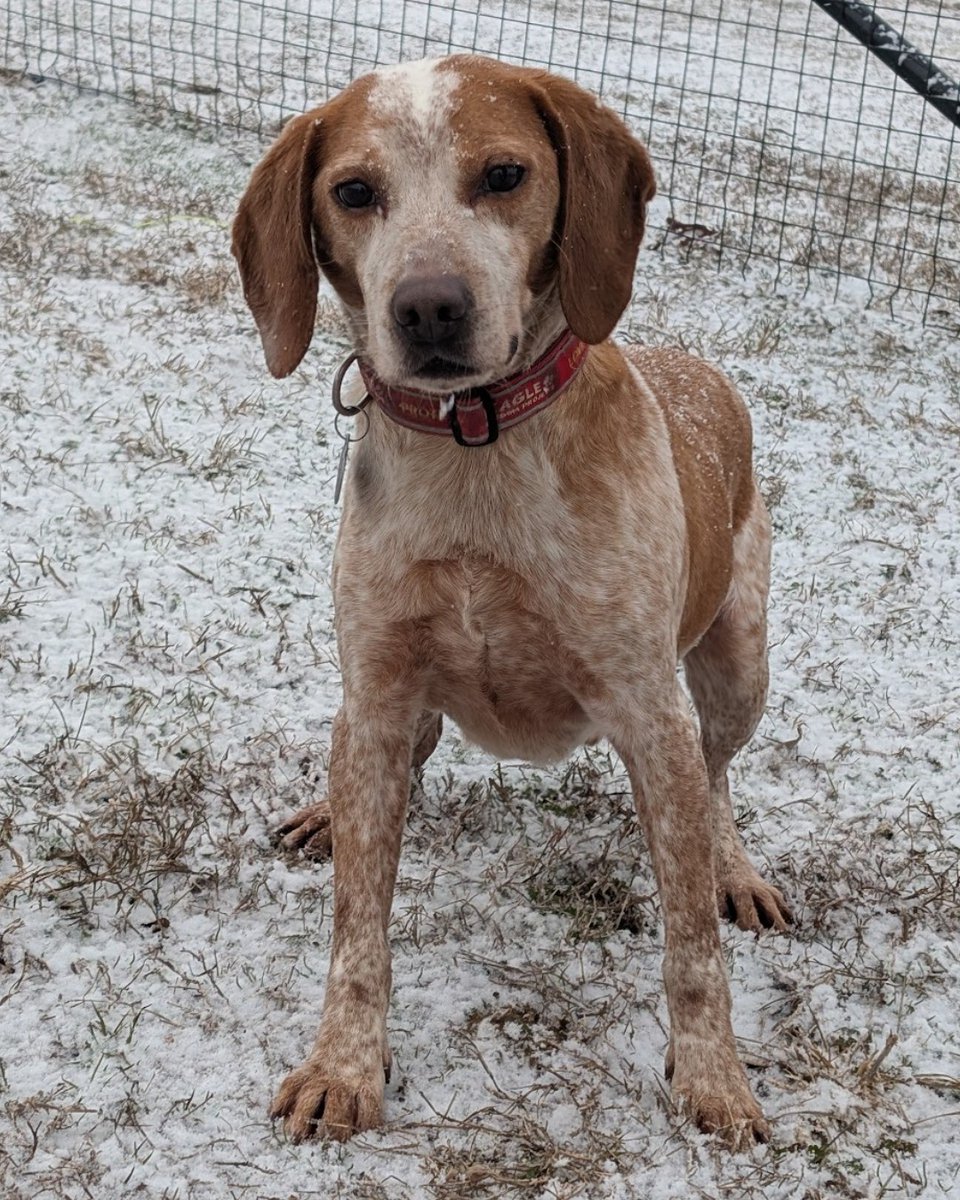 Beagle Freedom Project tweet media