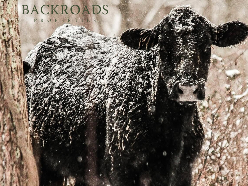 Backroads Properties tweet media