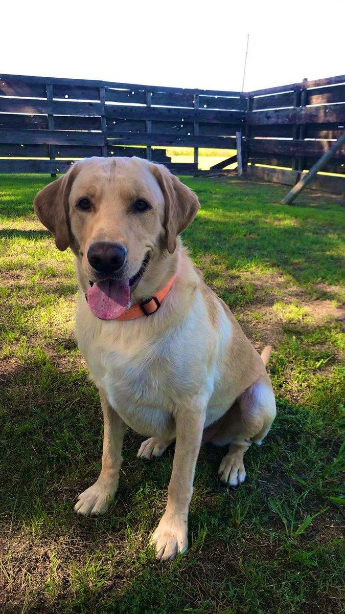JLewisCoach's tweet photo. RIP to my boy, Jubal ❤️🪽

Never a fun moment when it happens, but it’s a joy to look back at the impact a dog can have on your life.

You were loved in our family and always brought us joy. You lived a fulfilled life. Heaven gained a good one today. Going to miss you, Jubal! ❤️ https://t.co/Ht0kSUvqSJ