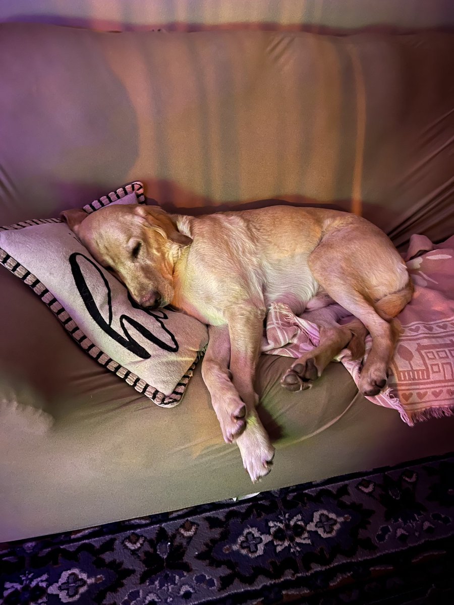 RIP to my boy, Jubal ❤️🪽

Never a fun moment when it happens, but it’s a joy to look back at the impact a dog can have on your life.

You were loved in our family and always brought us joy. You lived a fulfilled life. Heaven gained a good one today. Going to miss you, Jubal! ❤️