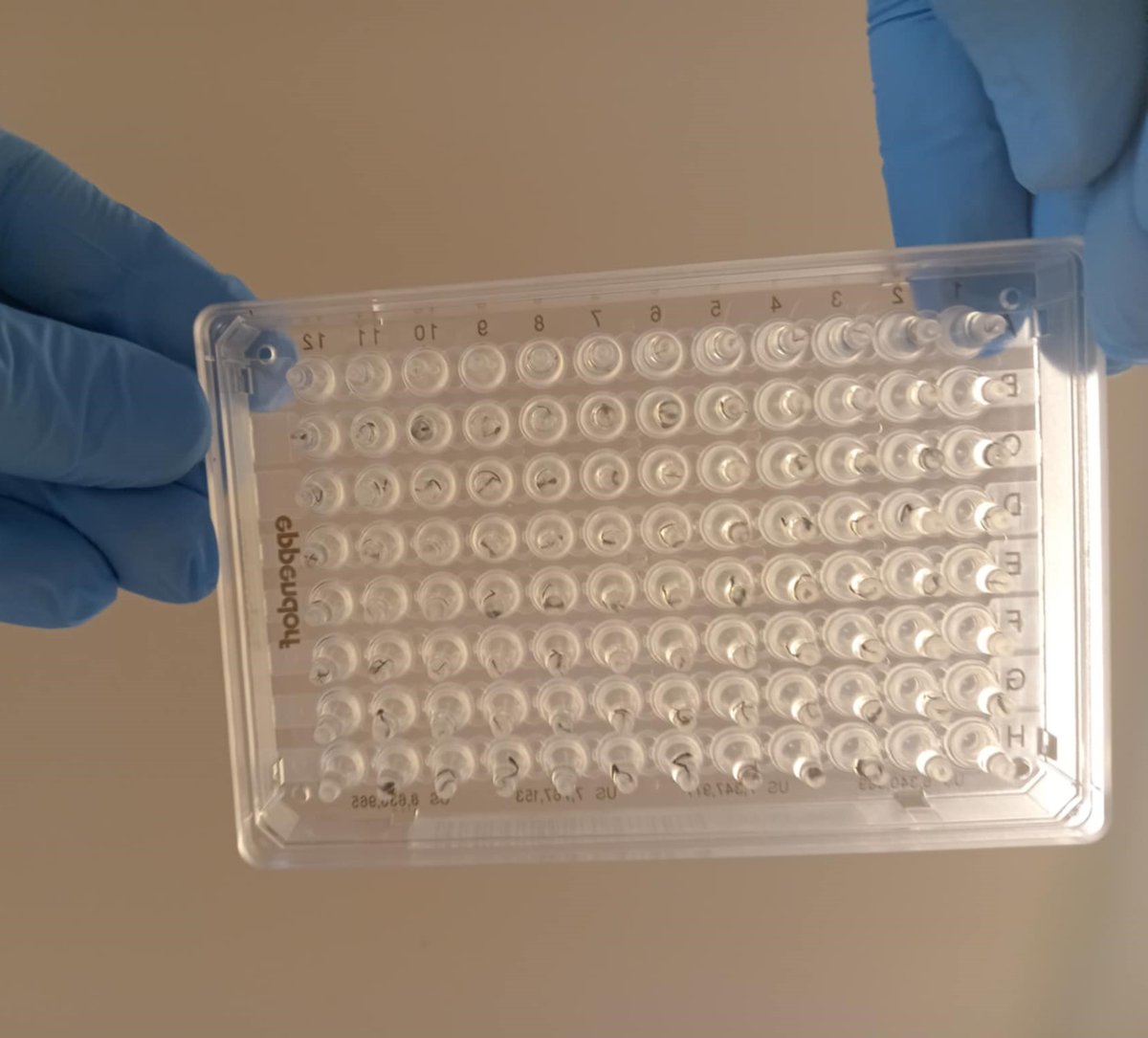 PankaSomogyi's tweet photo. What did you do today?🤔We put insect legs into plastic plates. 🪰 @TamasCserkesz https://t.co/jwoS0HIthW