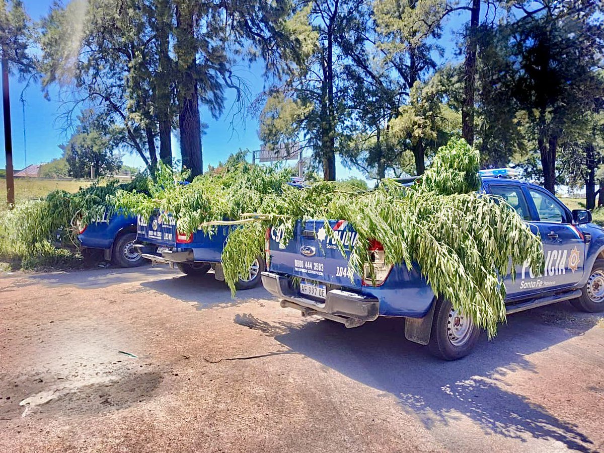 MinSegSF's tweet photo. 🚨 Operativo en #VillaOculta: incautan más de 160 plantas de marihuana y detienen a dos personas.🚨

🧵👇 https://t.co/yKUHZ4NIRI