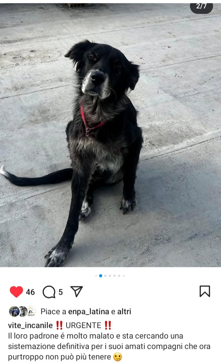 zampa_qua's tweet photo. URGENTE🆘️🆘️🆘️🆘️☎️3911620266🐕 SALVATECI NON VOGLIAMO ANDARE  IN UN BOX FREDDO" CARL 7 anni e KAPPA 12 anni sono dolcissimi e buoni ,il loro papà umano non sta bene, SALVIAMOLI ,ASPETTANO QUALCUNO CHE LI ACCOLGA CON AMORE 😔ADOTTATELI 🙏🏡 #adotta https://t.co/Qurq9M8VAD