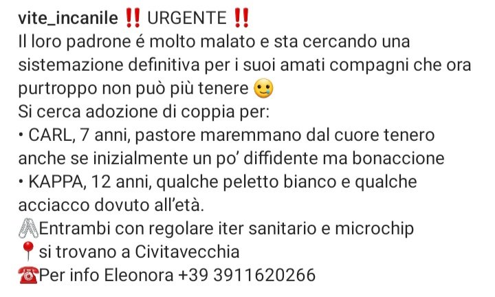 zampa_qua's tweet photo. URGENTE🆘️🆘️🆘️🆘️☎️3911620266🐕 SALVATECI NON VOGLIAMO ANDARE  IN UN BOX FREDDO" CARL 7 anni e KAPPA 12 anni sono dolcissimi e buoni ,il loro papà umano non sta bene, SALVIAMOLI ,ASPETTANO QUALCUNO CHE LI ACCOLGA CON AMORE 😔ADOTTATELI 🙏🏡 #adotta https://t.co/Qurq9M8VAD