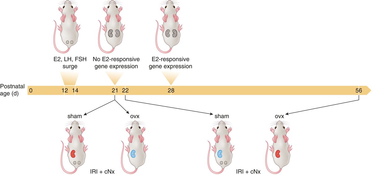 Potential nuances in renoprotective properties of estrogen in females
doi.org/10.1016/j.kint…

Original article: doi.org/10.1016/j.kint…

#KICommentary #kidneyinjury