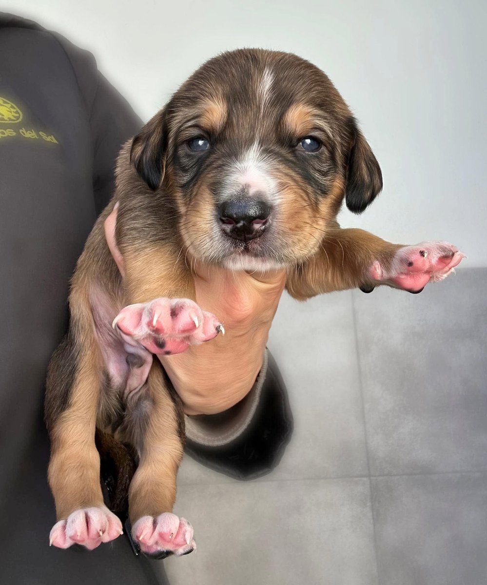 Bernard Elf would like to know why no one wants to adopt him? 
Plz share 🙏🏻❤️
galgosdelsol.org/adoptables