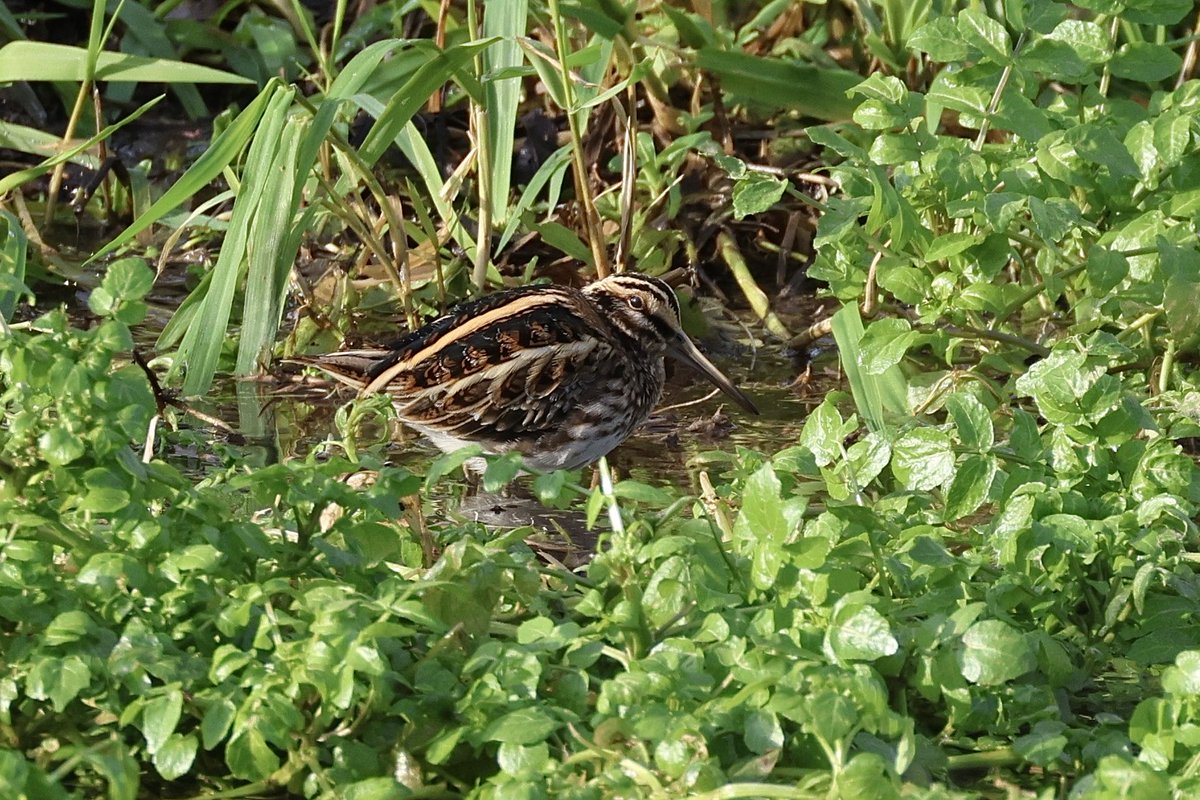 Jack Snipe seen at Lemsford Springs this afternoon. Another was  present but hiding in the sedge. ⁦<a href="/HMWTBadger/">Herts & Middlesex Wildlife Trust</a>⁩ #hertsbirds