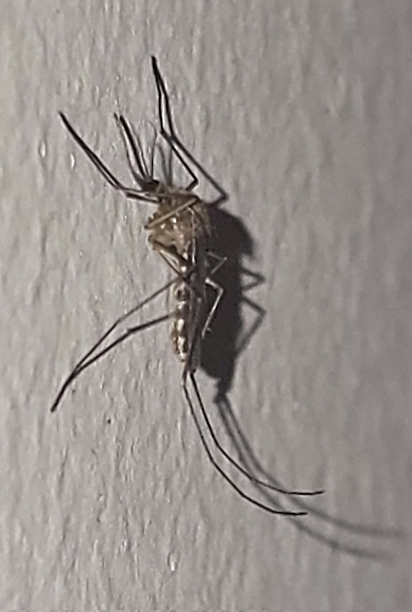 gusempesca's tweet image. Por Favor desplazarse y apoyar fumigación por sector avenida Roma parque San Marino, dado el volumen de zancudos se vuelve un riesgo sanitario @ETAPAOficial @MunicipioCuenca