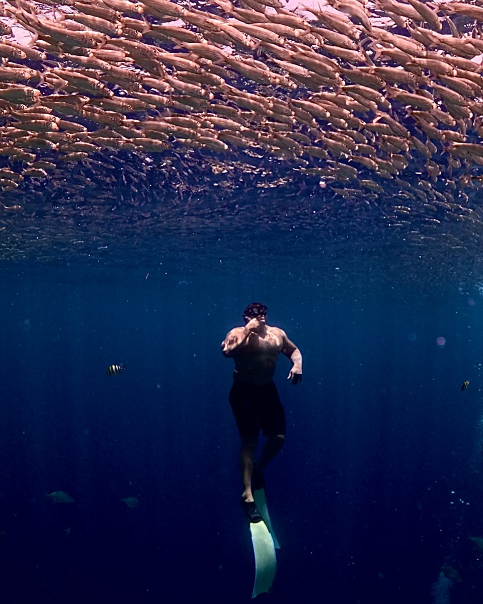 The ocean is a place of infinite freedom, where every dive is a chance to escape and find peace.....
.
.
.
#lifestyle #travel #peace #staystrong #freediving #fyp #picoftheday #insta #instagram #explorepage #ocean
