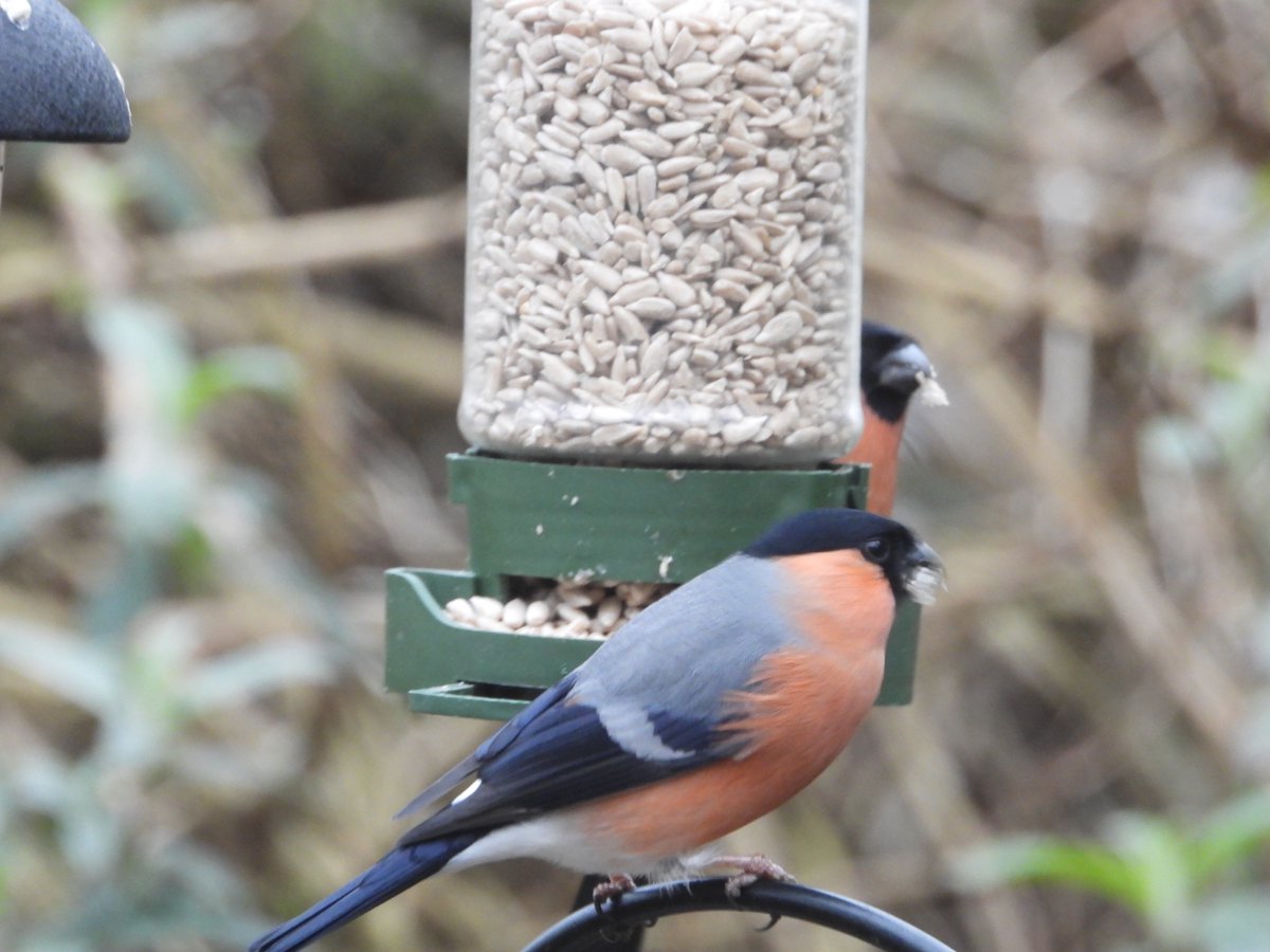 British Trust for Ornithology in Cornwall 〓〓 (@bto_cornwall) on Twitter photo the Blue hour this morning whilst unsuccessfully looking for saturdays Otter. Came home to 4 Bullfinch in the garden for my weekly <a href="/BTO_GBW/">BTO Garden BirdWatch</a> survey. 3 males, 1 female. the Blue hour this morning whilst unsuccessfully looking for saturdays Otter. Came home to 4 Bullfinch in the garden for my weekly <a href="/BTO_GBW/">BTO Garden BirdWatch</a> survey. 3 males, 1 female.