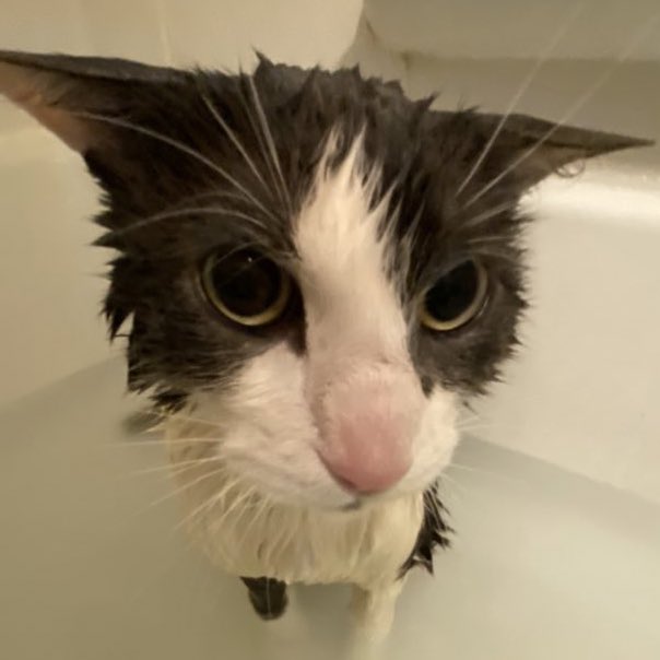 <a href="/B4yey0/">Soggy Cat fan</a> here try this one