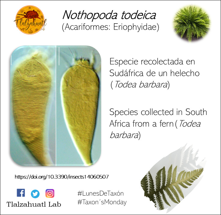 TlalzahuatlLab's tweet photo. #LunesDeTaxón 252
🕷️🔬🌱 Nuestra compañera Monica Lopez nos habla de un ácaro parásito de helechos.
- - - -
#TaxonMonday 252
🌱🔬🕷️ Our partner Monica Lopez tells us about a parasitic mite of ferns.
- - - -
#Acariformes, #Eriophyidae, #Ferns, #Prostigmata https://t.co/2ke0mixls4