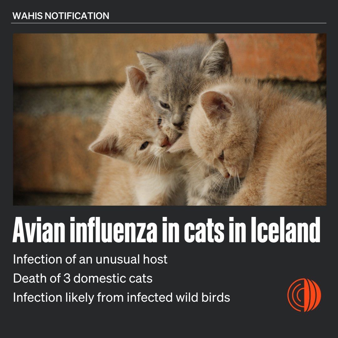 #Iceland reported an outbreak of #AvianInfluenza in cats via #WAHIS. Three cats (one adult female and two 10 week old kittens) from the same household died after they had been ill for only a few days. The most probable source of infection is likely to have been infected wild