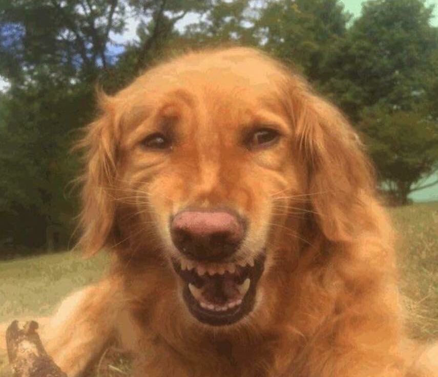 La chiquita está en el campo de una amiga. Me hace una videollamada para mostrarme los animales. Me muestra un chanchito. Le digo “Que hermoso. A ese se lo comen el finde eh” y el hermanito de la amiga, que no se veía en la video, se largó a llorar con todo.