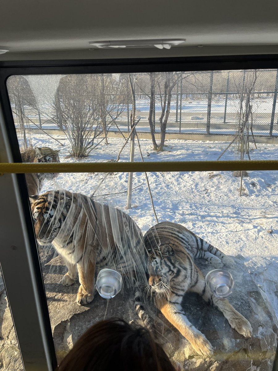 InqiyadP's tweet photo. 4. Harbin - a city influenced by Russian architecture. Fed tigers and partied at -20 degrees while watching structures built with ice. https://t.co/GkZRgOsuc0