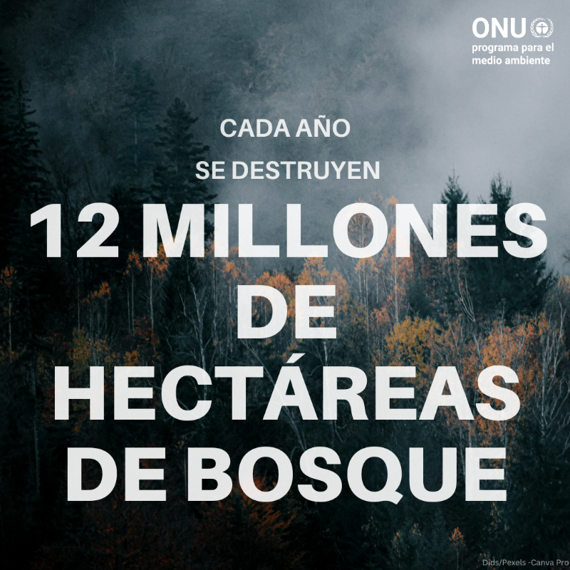 ONU_es tweet picture