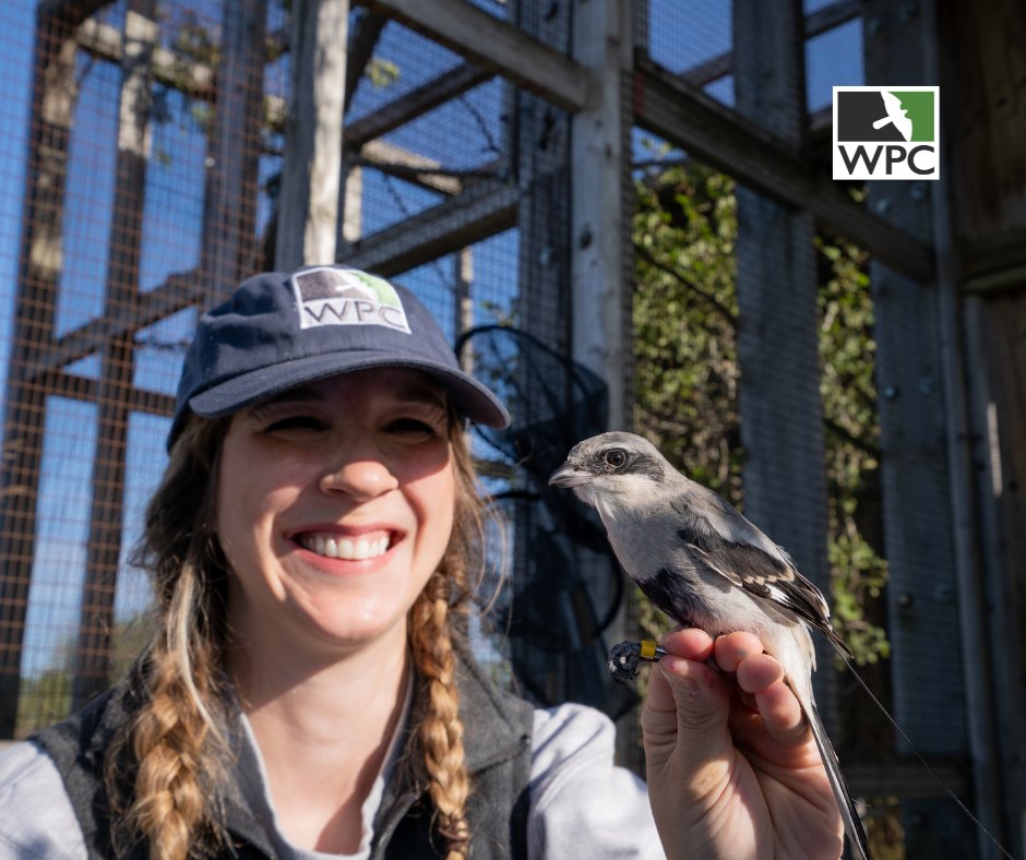 Did you catch our 2024 Wrapped video? 👀 ⁠
⁠
Crunch the numbers with us and see how far YOUR support goes.⁠
⁠
Hit play ➡️  youtu.be/W4rw3wuI34M?si…
⁠
📸A. Bowman⁠
⁠
#2024Wrapped #WildlifeWins #ConservationWrapped #YearInReview #WPCMoments
