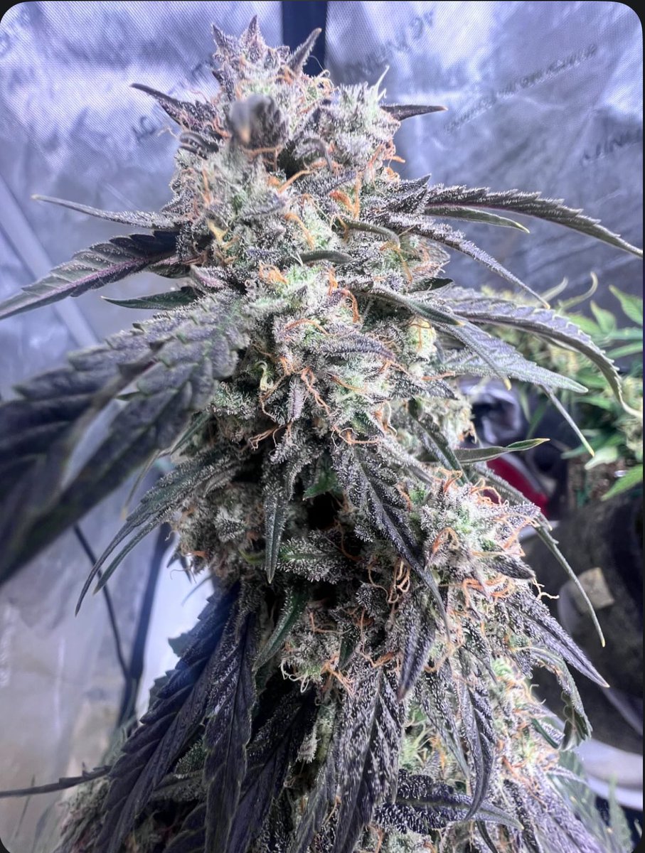 crockett420420's tweet photo. #fueltruck auto flower 65 days total
#seeds https://t.co/pXXprOSK8J #cannabis https://t.co/8MQ1DRSdmv