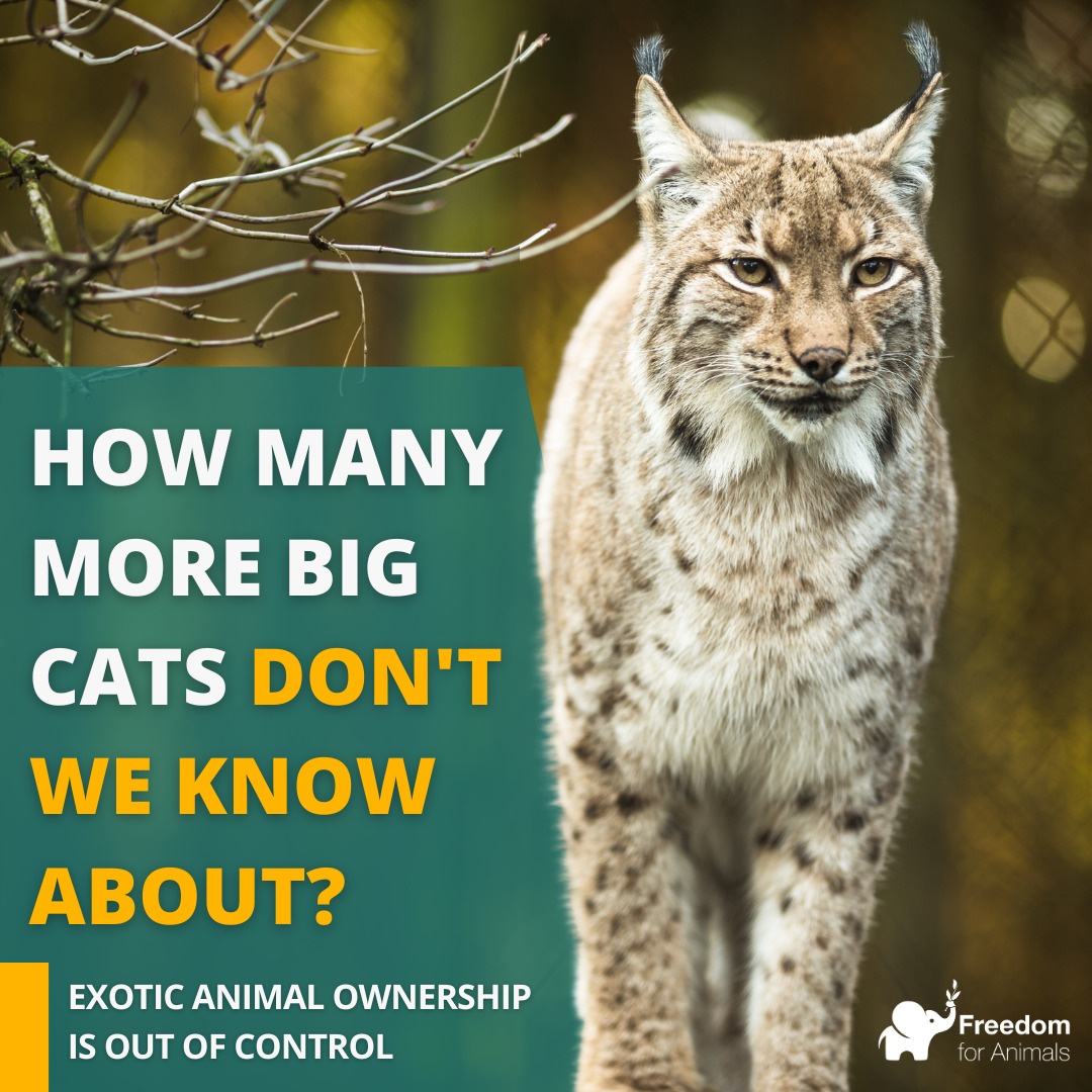 freeanimalsuk's tweet photo. Nobody knows who was responsible for the 4 lynx released in Scotland last week - in a country where it is now illegal to have a domestic cat who isn't microchipped. Abolition of exotic animal ownership is the only solution.
#FreedomforAnimals #AnimalRightsNews #EmptytheCages https://t.co/XOoBrw6rvr