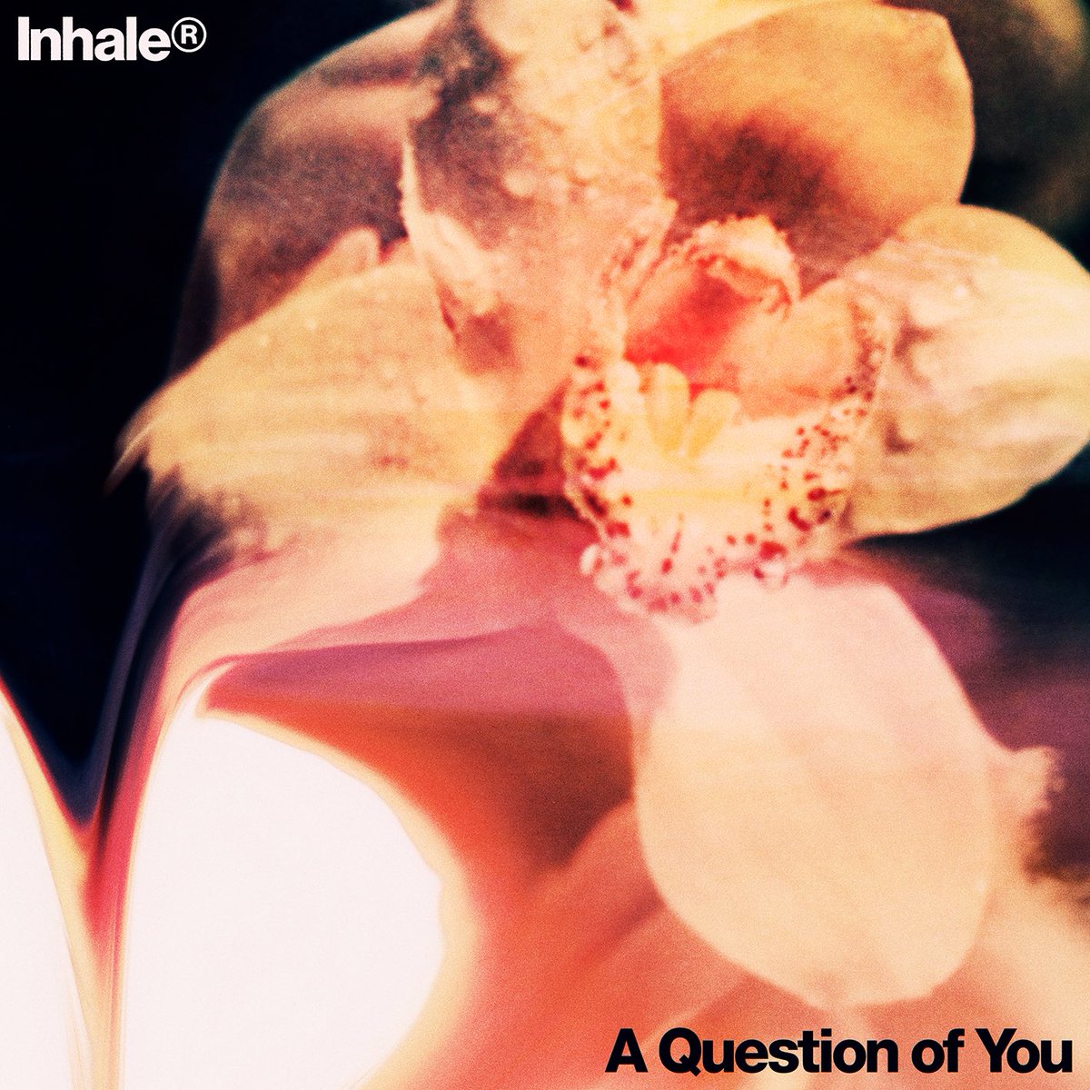 InhalerDublin's tweet image. You've been asking for this one. A Question of You, the third single taken from Open Wide, is yours this Friday 17th January. We're so proud of this one. 

Open Wide, out 7th Feb. 

Inhaler.lnk.to/AQOY