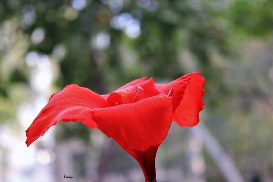 vinatewa_vinay's tweet photo. Alphabet Challenge.
#WeekBforB
B for Bokeh
#theme_pic_India_Bokeh
#theme_pic_India_flowers https://t.co/TBUJQmBu5m