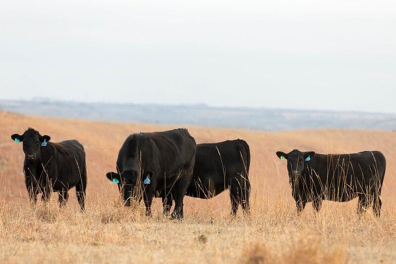 feedlotmagazine's tweet photo. Typically, most producers will notice a #cow in #labor, a water bag, “strings hanging,” or even an underdeveloped dead #calf that is on the ground in a cow that isn’t supposed to be #calving. #lateterm
https://t.co/Kg5pjqDzNH https://t.co/FY50XQLi8k