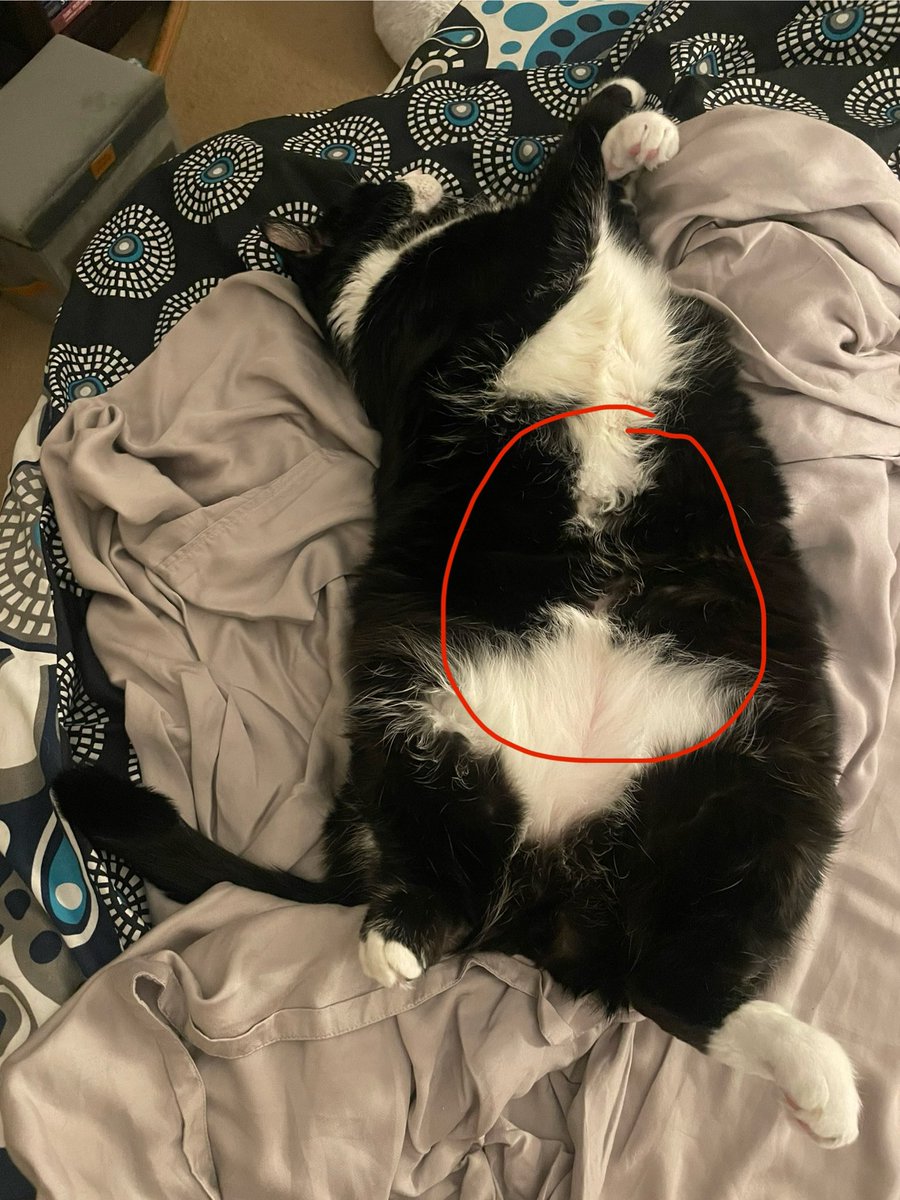 Sam the tuxedo cat sleeps flat on his back, fluffy black and white belly in the air. A circle has been drawn on his belly to show that it is a great place to give a little kiss.