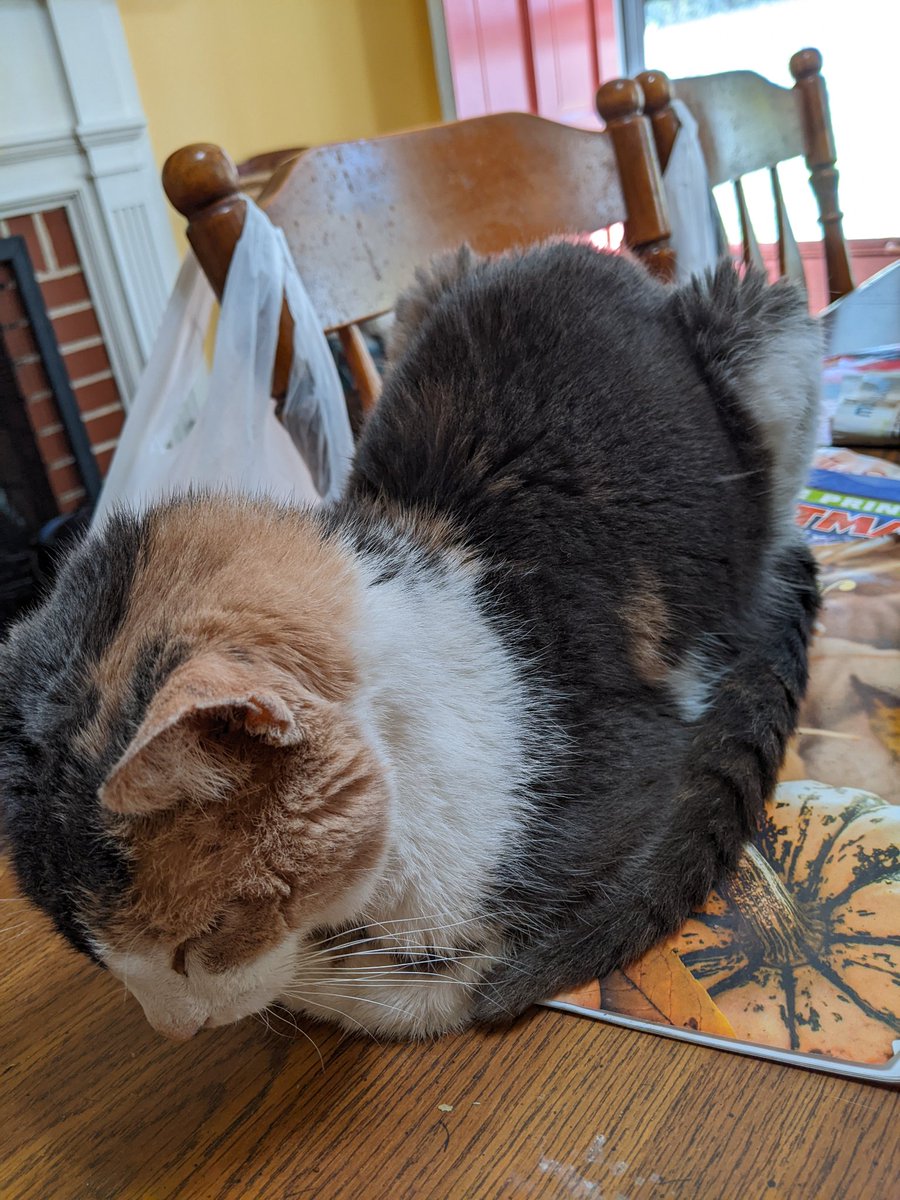 jbruorton21's tweet photo. Muffin here... just wanted to let my friends know that I have a  hyperthyroid condition, that's why I've gotten so thin...but I'm being treated for it and am on a special diet now 😸
#calicrew
#catsoftwitter
#chilltent https://t.co/ig5qfrZlR2