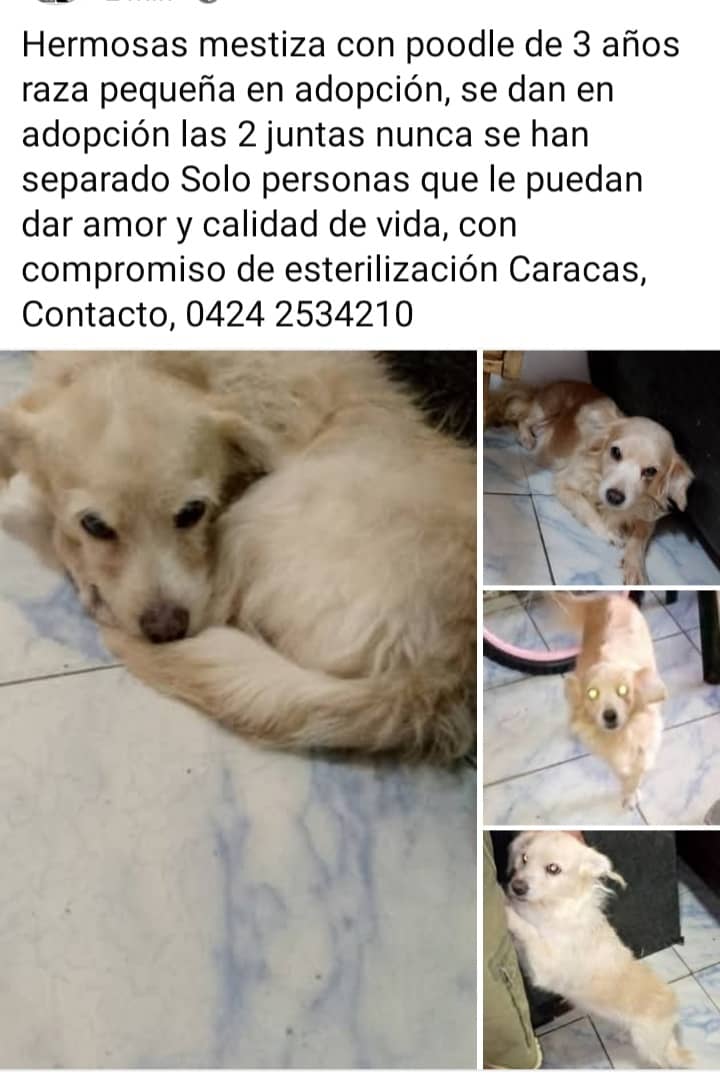 #Caracas
Hermosas perritas en adopción,siempre han estado juntas.🐶💜
Favor difundir para encontrarles un lindo hogar.
Gracias🙏🏻🇻🇪🤗