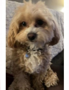 millypod1's tweet photo. π12 JAN 2025 #Lost HOLLY #ScanMe #Tagged
YOUNG Blonde Poodle Cross Female
While walking with relatives, last seen on
Bury Road near the pylon heading towards The Winston Churchill #Rochdale #GreaterManchester #OL11
https://t.co/A9no6I5ukn https://t.co/fLx54g87rN