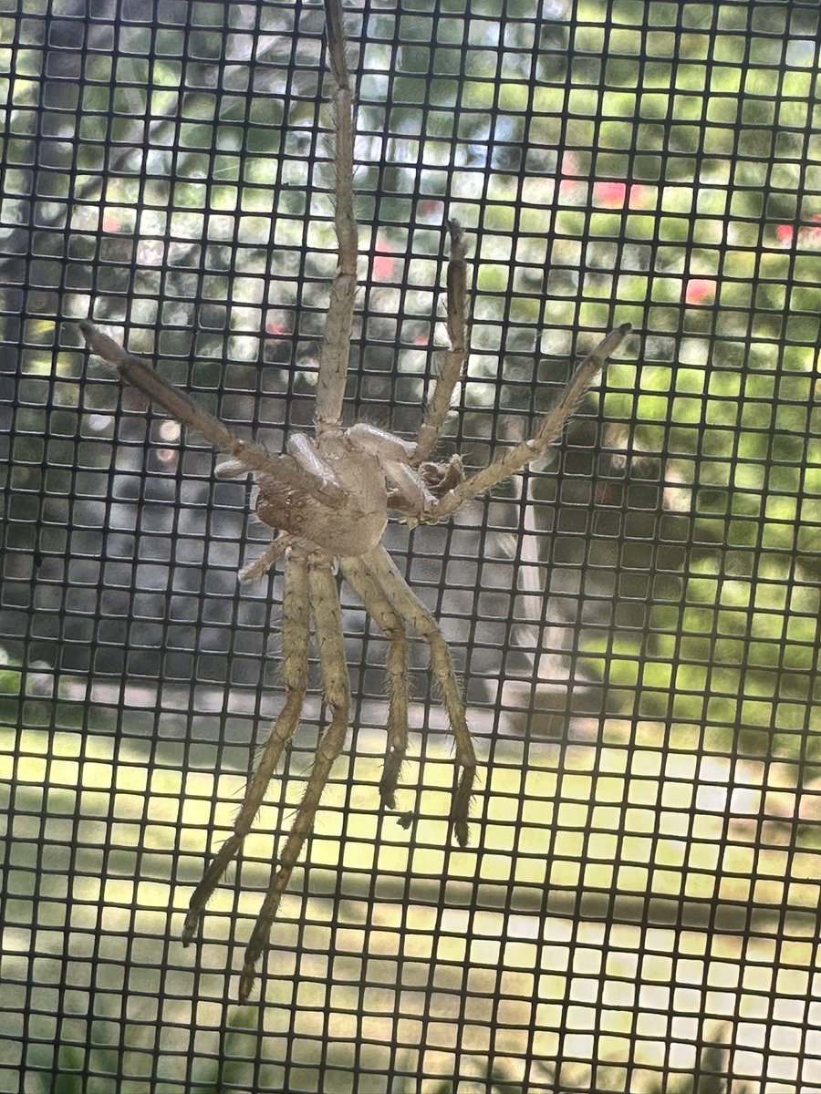 luzgv's tweet photo. @Arachno_Cosas hola! Que tipo de araña es esta? https://t.co/TUZ4TKkyPz